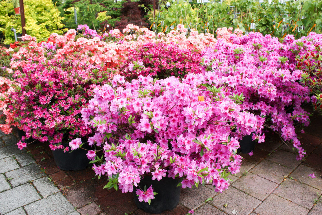 Pflanzencenter - Rhododendron